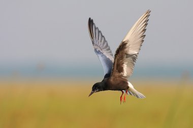 White winged black tern clipart