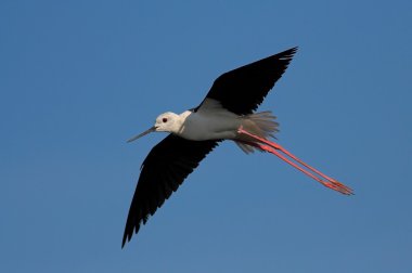 Black winged stilt clipart