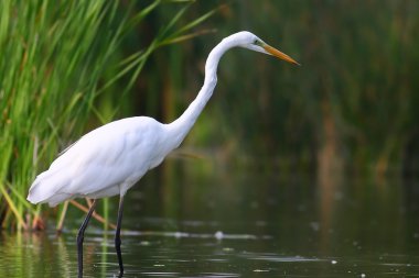 Great white egret clipart