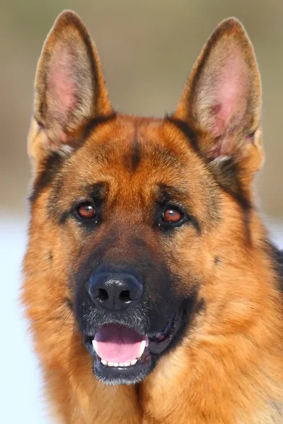 Retrato de perro pastor alemán — Foto de Stock