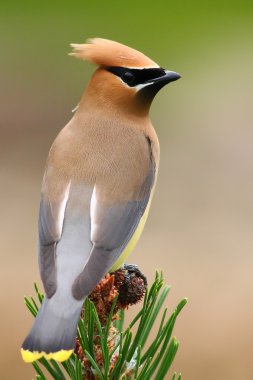 Cedar waxwing at the park clipart