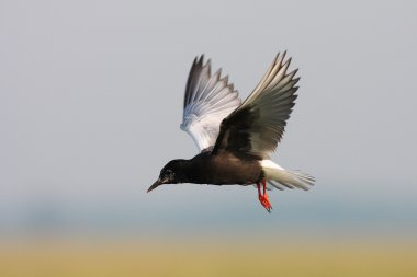 White winged black tern clipart