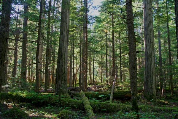 Las iglasty — Zdjęcie stockowe