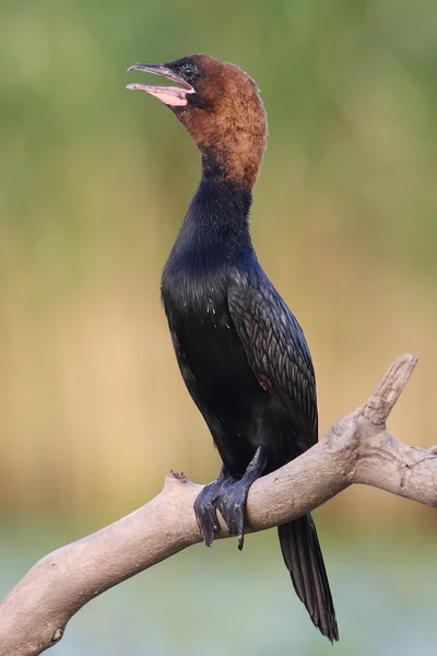 marsh, küçük karabatak