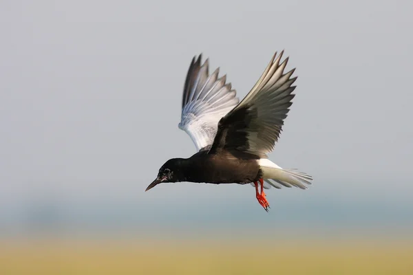 Λευκό φτερωτό μαύρο γλαρονάκι — Φωτογραφία Αρχείου