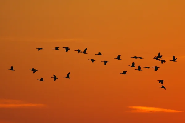 Wild Geese Flying — Stock Photo, Image