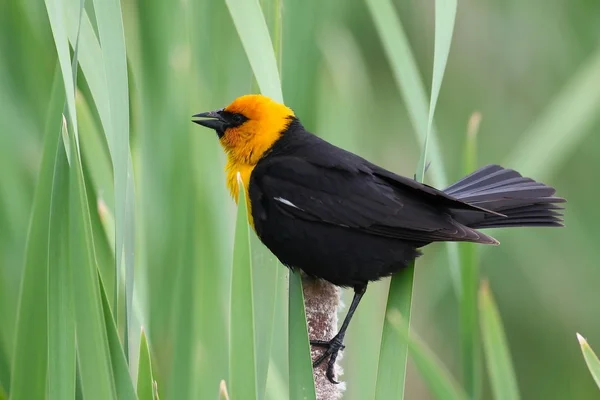 Sarı kafalı siyah kuş — Stok fotoğraf