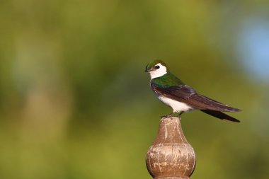 Violet green swallow sitting on pole clipart