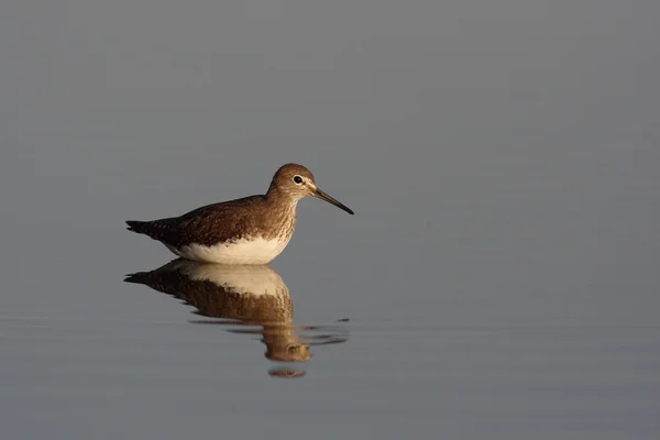 Grüner Wasserläufer Einem See — Stockfoto