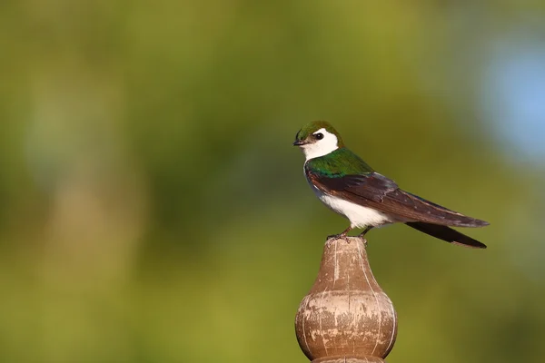 Violet Green Swallow Sitting Pole — Stock Photo, Image