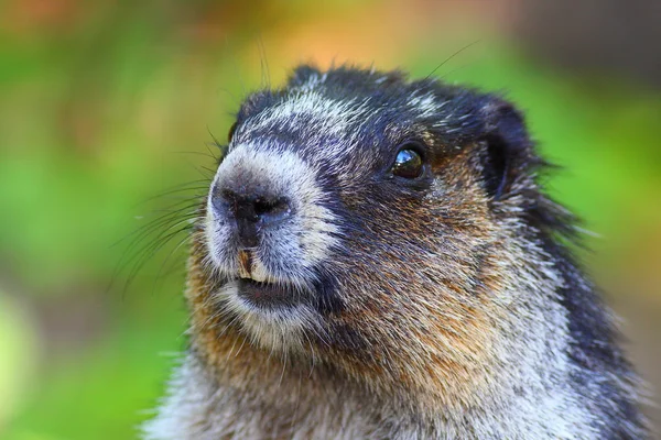 stock image Marmot