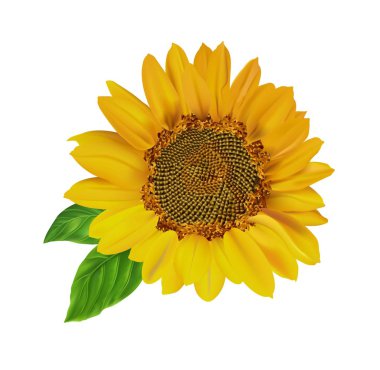 Yellow sunflower on a white background clipart