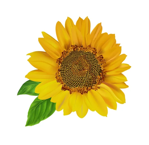 Gelbe Sonnenblume Auf Weißem Hintergrund — Stockvektor