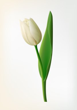 Tulip flower clipart