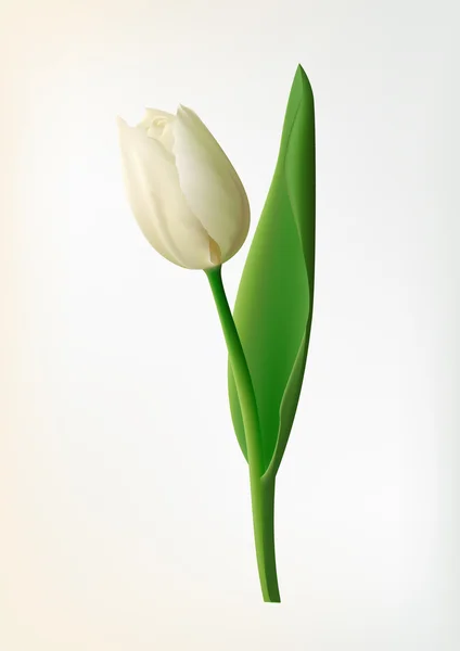 Tulip flower — Stockvector