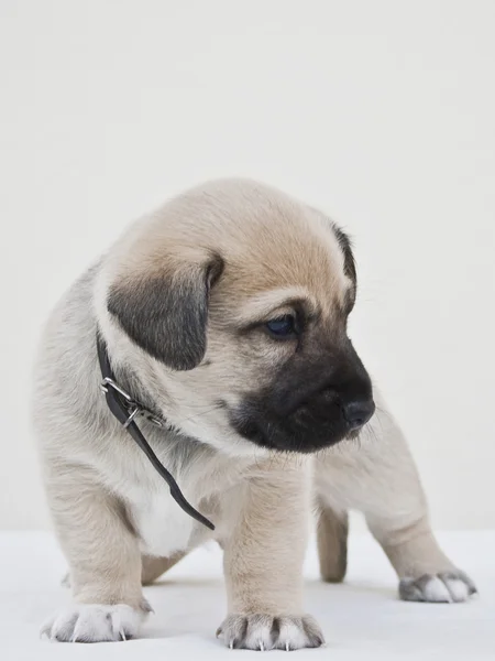 Pequeno cão admirado em um fundo branco — Fotografia de Stock