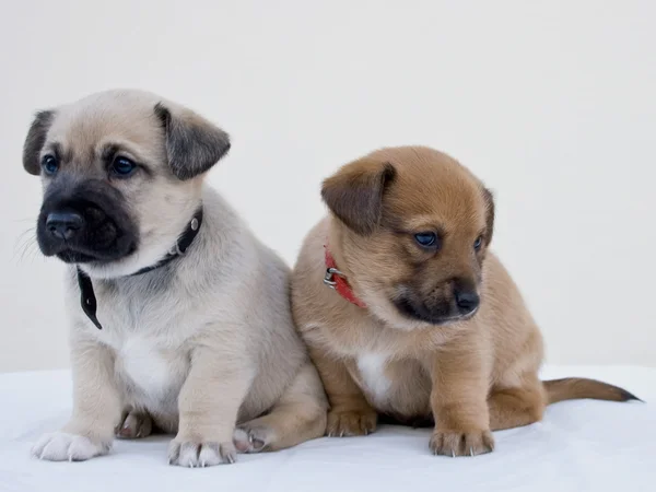 Fratelli cani di diversi colori — Foto Stock