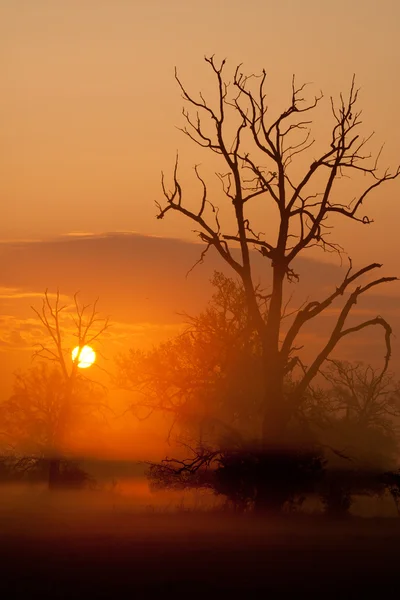 Dimmig morgon med träd i siluett — Stockfoto