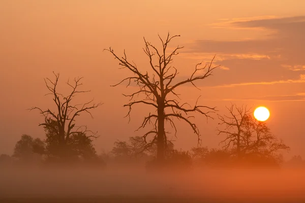 Nebliger Morgen mit Bäumen in der Silhouette — Stockfoto