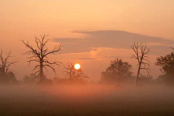 Nebliger Morgen mit Bäumen in der Silhouette — Stockfoto