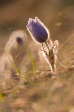 Pasque çiçek (Pulsatilla grandis) ahşap bahar yakın