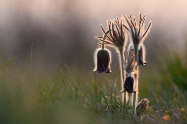 Grup üzerinde bir gün çiçek pulsatilla pratensis