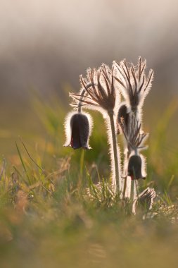 Grup üzerinde bir gün çiçek pulsatilla pratensis