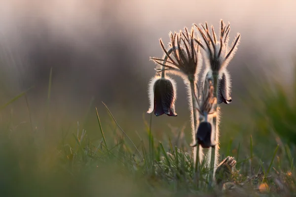 stock image Group of flowers pulsatilla pratensis shining on sun