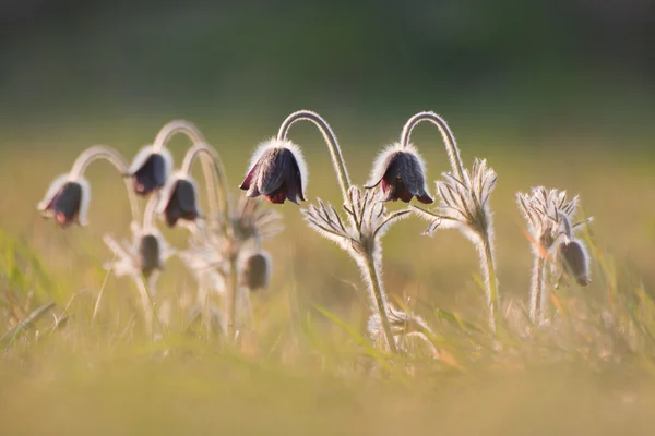 Группа цветов Pulsatilla pratensis, сияющих на солнце — стоковое фото