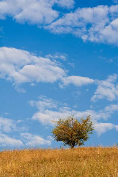 stock image Lonely tree on the hill