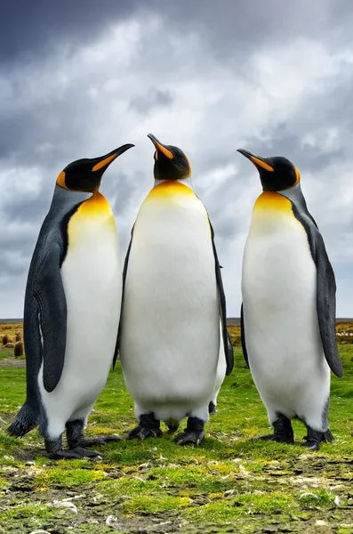 Three King Penguins — Stock Photo, Image