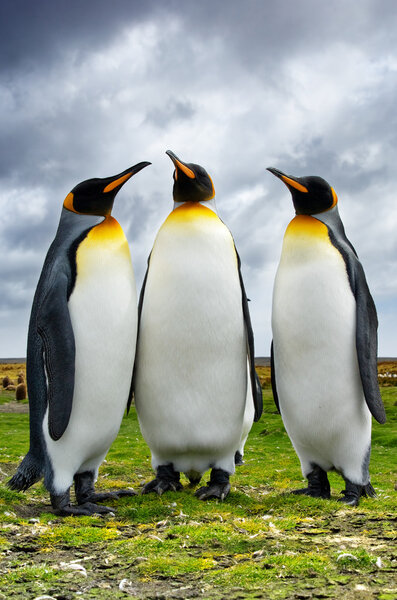 Three King Penguins at Volunteer Point