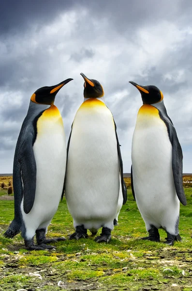 Три королевских пингвина Стоковое Изображение