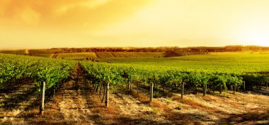 Amazing Vineyard Sunset clipart