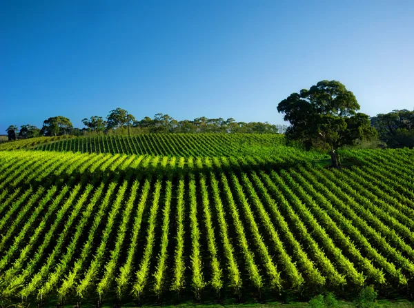 Levande vingård — Stockfoto