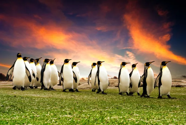 Марш пингвинов — стоковое фото