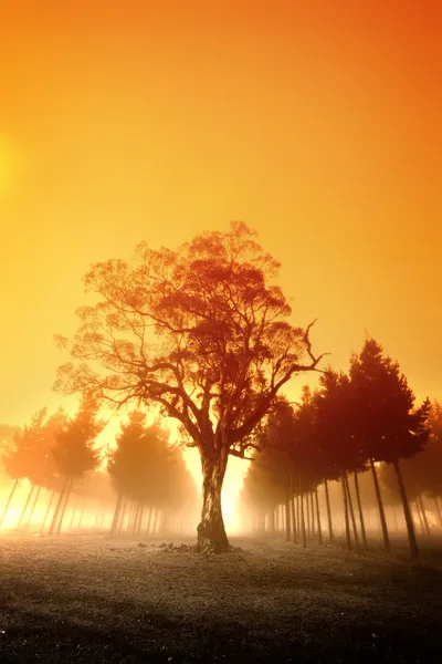 Nebbia alba — Foto Stock