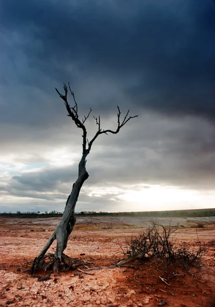 Dode boom woestijn — Stockfoto