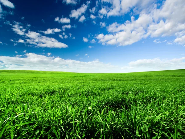 Green Meadow — Stock Photo, Image
