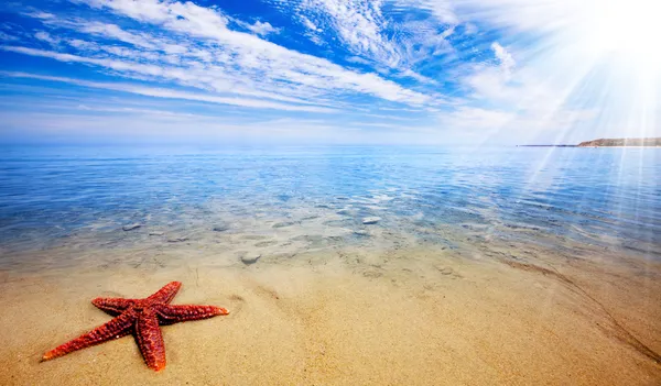 Paraíso estrella de mar — Foto de Stock