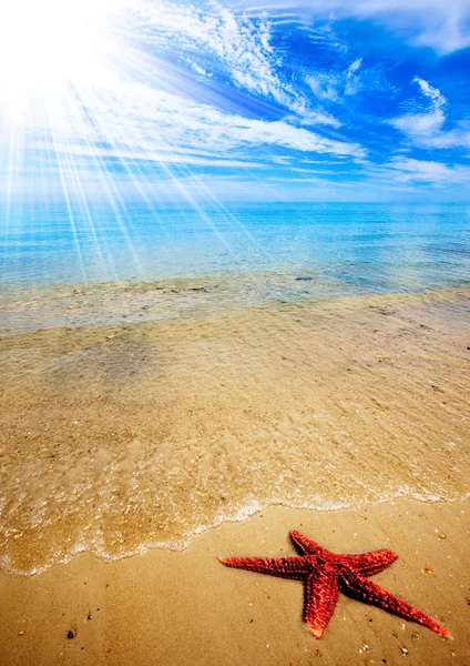 Praia de estrelas do mar — Fotografia de Stock