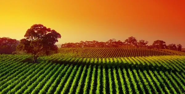 Sunset Vineyard — Stock Photo, Image