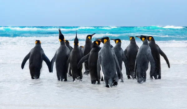 Kral penguenler — Stok fotoğraf