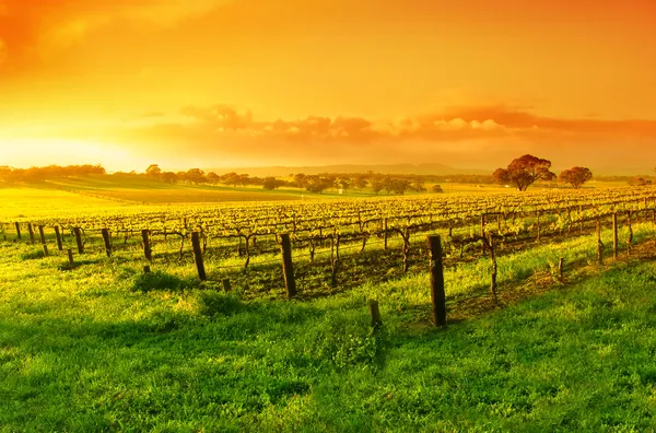 Wijngaard zonsopgang — Stockfoto