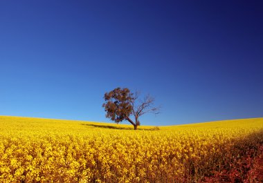 Canola Field clipart