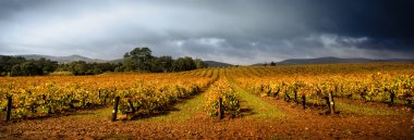 Stormy Vineyard clipart