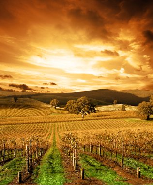 Stunning Sunset Vineyard