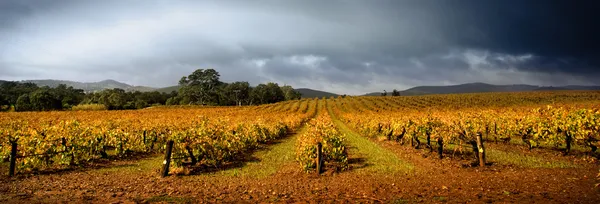 Stormiga vingård — Stockfoto