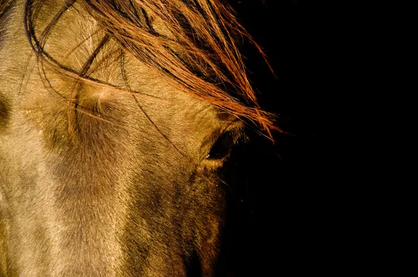 Paard close-up — Stockfoto