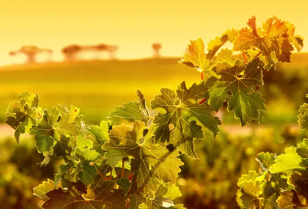 Liście winorośli — Zdjęcie stockowe